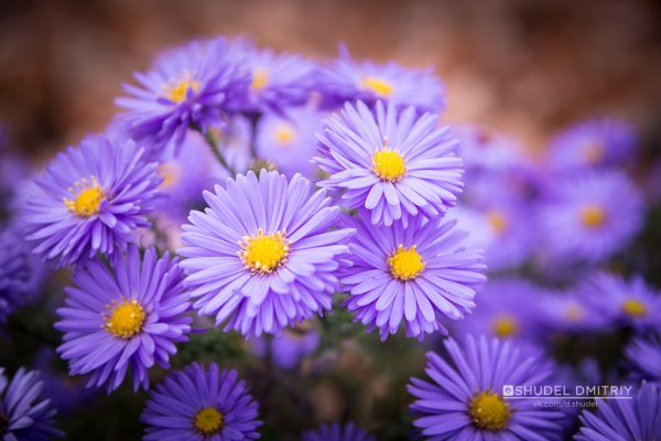 Сентябрины картина