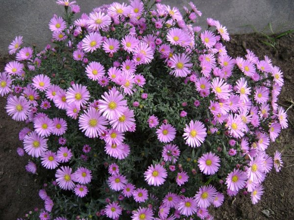 Виргинская Астра сентябринки