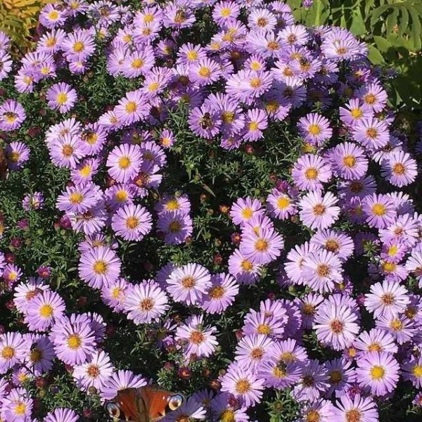 Сентябринки октябринки