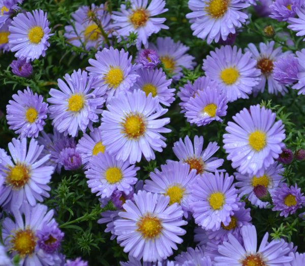 Астра сентябринка многолетняя