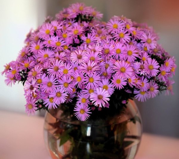 Сентябринки цветы