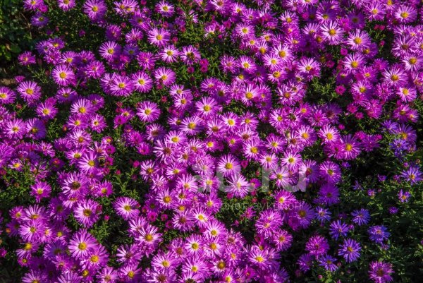 Астра новобельгийская - сентябринки