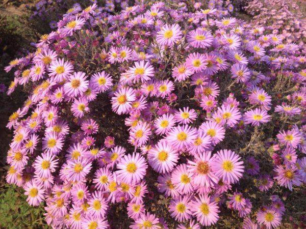 Астра новобельгийская Oman