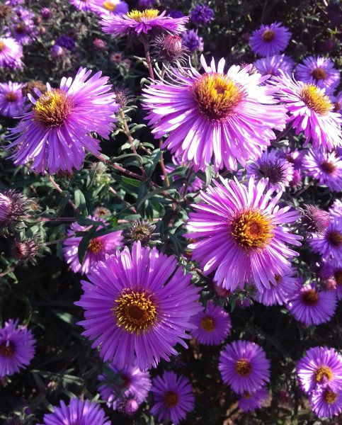 Астра многолетняя кустарниковая (Aster dumosus)