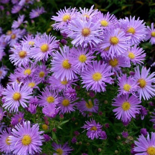 Астра сентябринка многолетняя