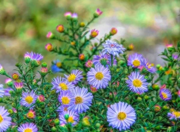 Астра сентябринка многолетняя