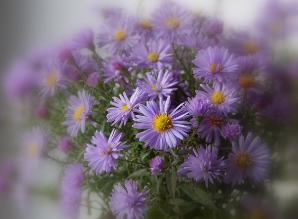 Букет осенние цветы астры сентябринки