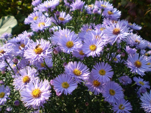 Астра многолетняя Октябринка