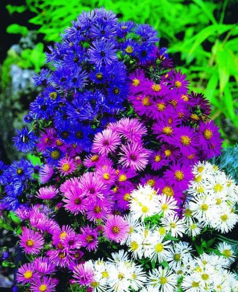 Астра многолетняя Октябринка