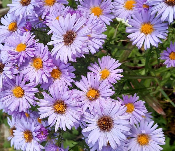 Астра новобельгийская (Aster Novi-Belgii `Crimson Brocade`)