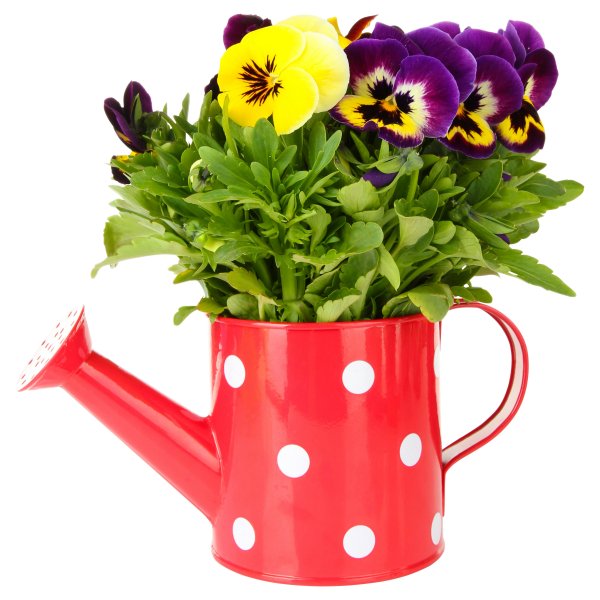 Лейка с цветами