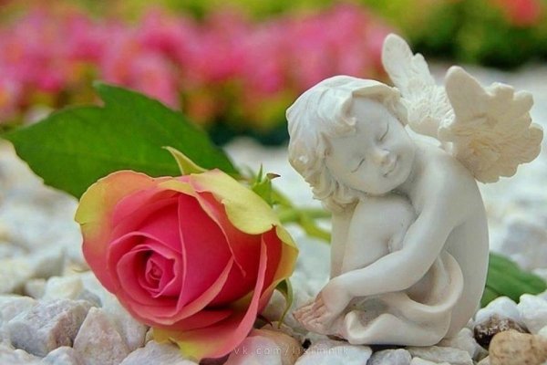 Ангелочки с розами