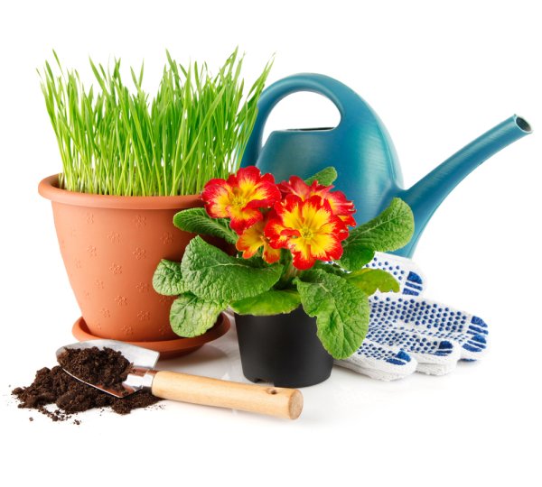 Товары для ухаживания за домашними цветами