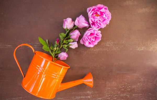 Розы в лейке