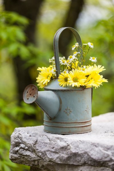 Цветы в лейке