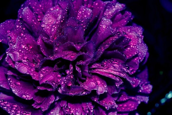 Красивые фиолетовые цветы