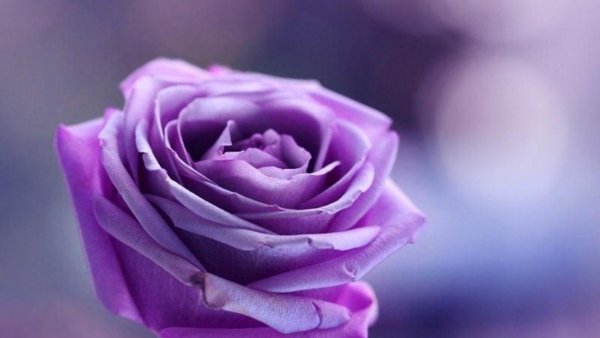Картинки фиолетовые цветы красивые (70 фото) » Картинки и статусы про  окружающий мир вокруг