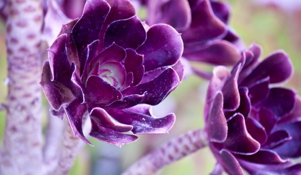 Пурпл лепестки