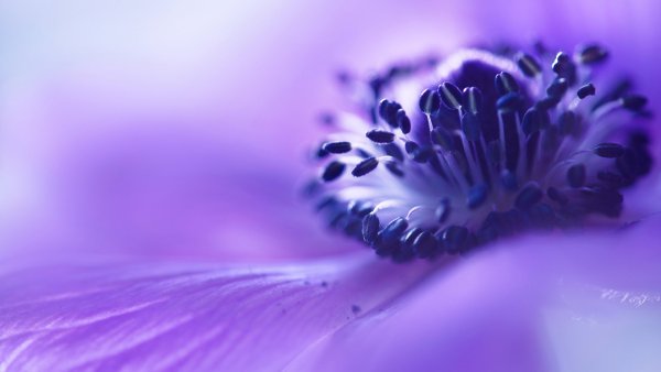 Нежные сиреневые цветы