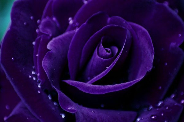 Розовые и сиреневые цветы