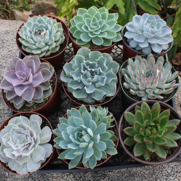 Суккулент эхеверия Echeveria