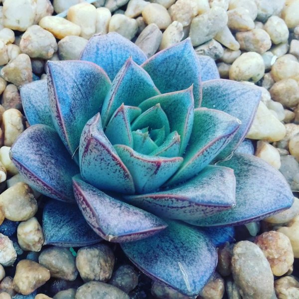 Суккулент эхеверия Echeveria