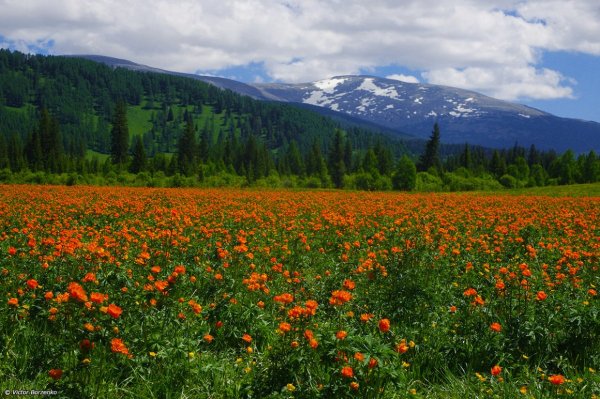 Купальница Сибирская