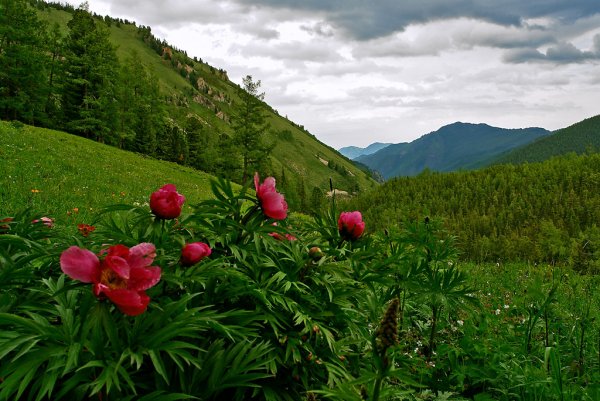 Алтайский биосферный заповедник растения