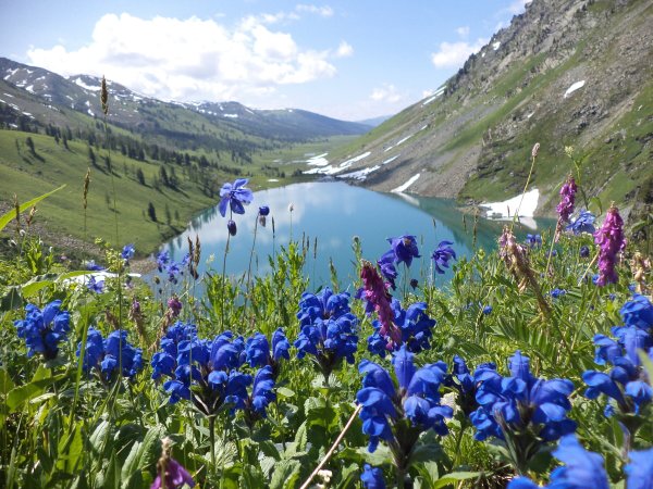 Растения травянистые горного Алтая