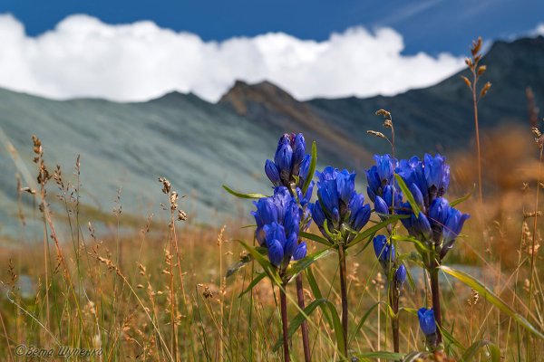 Горный Алтай Альпийские Луга