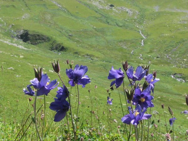 Горный Алтай горные травы Алтая