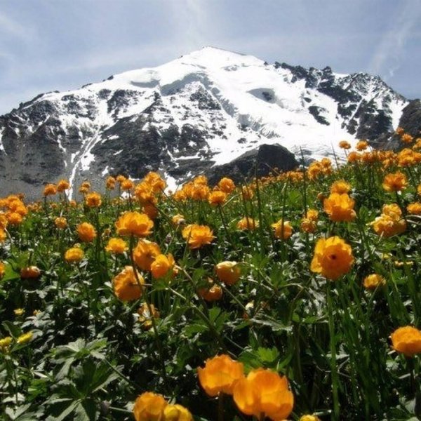 Гора Белуха горный Алтай Цветущий