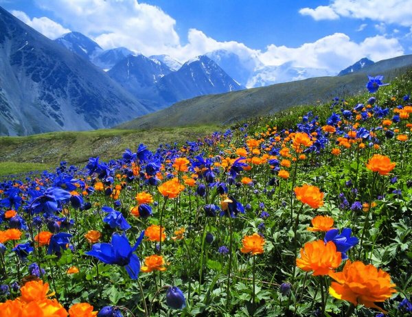 Высокогорные Альпийские Луга Алтай