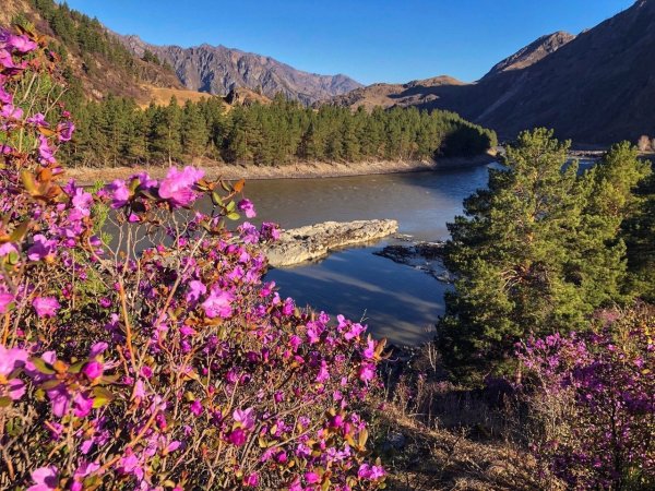 Горы Алтая Альпийские Луга