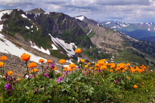 Купальница Алтай цветок
