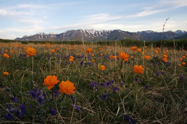 Разнотравье горного Алтая