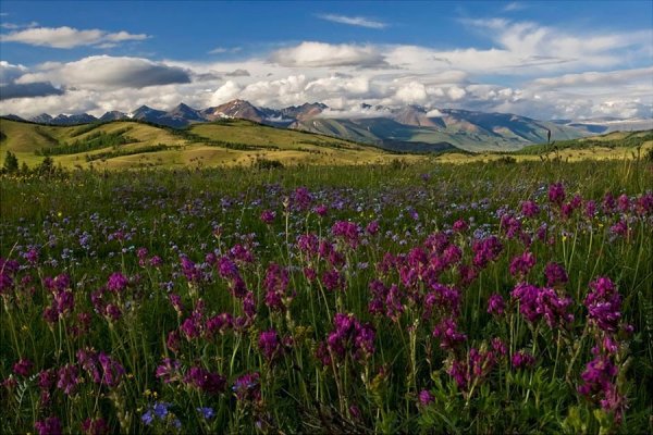 Алтайский заповедник Альпийские Луга