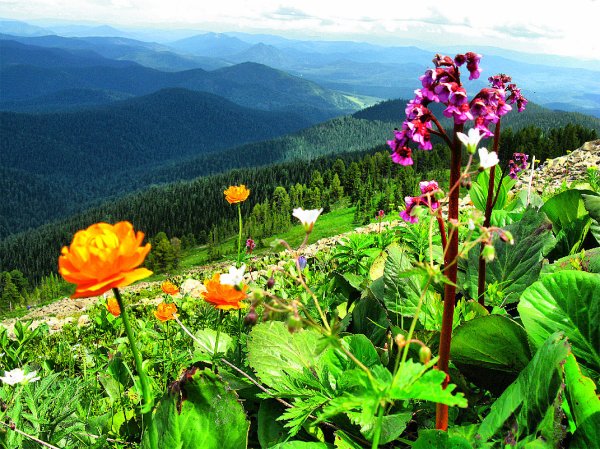 Горный Алтай купальница