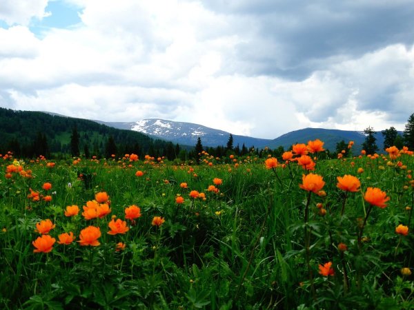 Прострелы горного Алтая