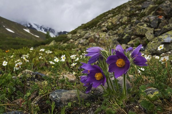 Купальница азиатская на Алтае
