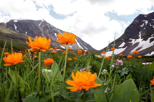 Альпийские Луга Саяны