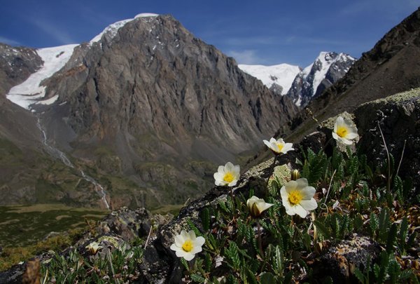 Горный Алтай Альпийские Луга