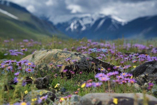 Хориспора Бунге