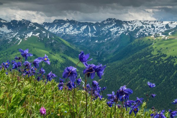 Барнаул горы Алтая