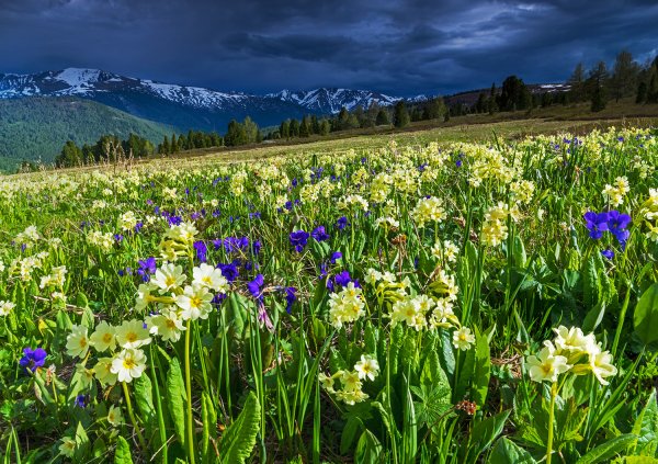 Высокогорная Флора Алтая