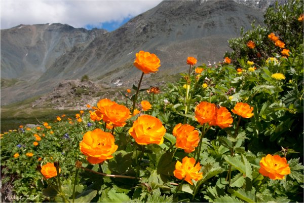 Цветущая Долина Алтай