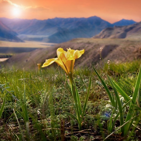 Горный цветок Алтайский Аконит