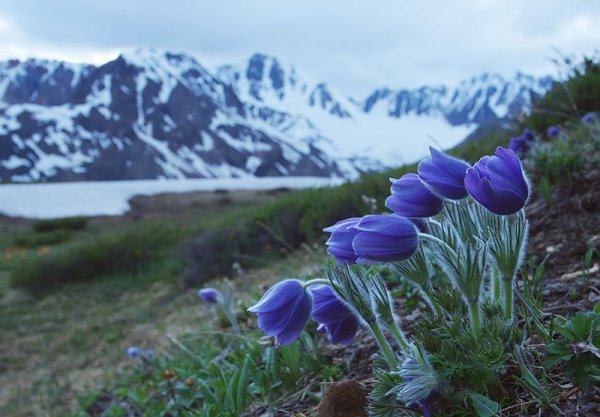 Алтай цветы гора Белуха