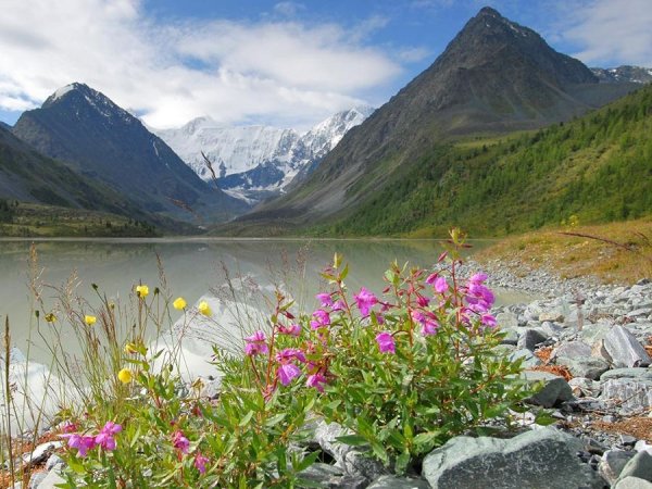 Горный Алтай разнотравье Долина