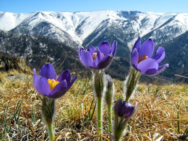 Цветы Эдельвейс Саяны